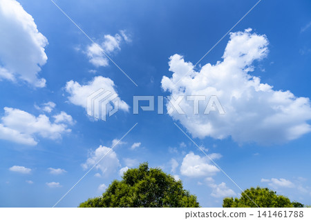 夏天藍天和雲彩和樹 夏天藍天和雲彩和樹 141461788