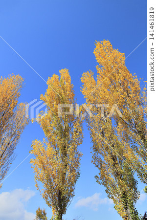 Autumn leaves of poplar trees Autumn leaves of poplar trees 141461819