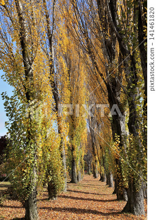 Autumn leaves of poplar trees Autumn leaves of poplar trees 141461820