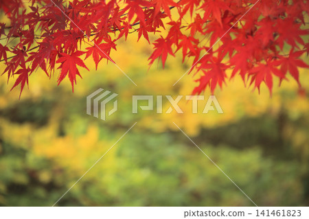Autumn leaves of maple Autumn leaves of maple 141461823