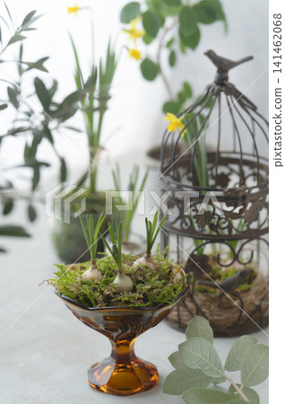 A botanical display featuring sprouting bulbous plants and birdcage-shaped objects. A botanical display featuring sprouting bulbous plants and birdcage-shaped objects. 141462068