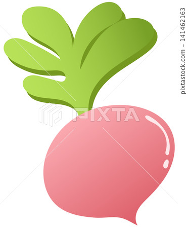 fresh pink radish illustration fresh pink radish illustration 141462163