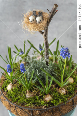 A miniature garden-style bulb garden arrangement featuring muscari and a bird's nest. A miniature garden-style bulb garden arrangement featuring muscari and a bird's nest. 141462190
