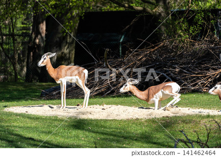 Dama gazelle, Gazella dama mhorr or mhorr gazelle is a species of gazelle Dama gazelle, Gazella dama mhorr or mhorr gazelle is a species of gazelle 141462464