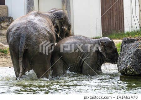 The Asian elephant, Elephas maximus also called Asiatic elephant bathing in a pond The Asian elephant, Elephas maximus also called Asiatic elephant bathing in a pond 141462470
