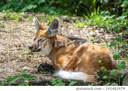 The Maned Wolf, Chrysocyon brachyurus is the largest canid of South America The Maned Wolf, Chrysocyon brachyurus is the largest canid of South America 141462474