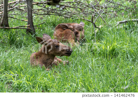 Baby of moose or elk, Alces alces is the largest extant species in the deer family. Baby of moose or elk, Alces alces is the largest extant species in the deer family. 141462476