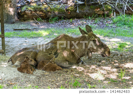 Family of moose or elk, Alces alces is the largest extant species in the deer family. Family of moose or elk, Alces alces is the largest extant species in the deer family. 141462483