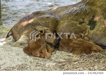 Baby of moose or elk, Alces alces is the largest extant species in the deer family. Baby of moose or elk, Alces alces is the largest extant species in the deer family. 141462484