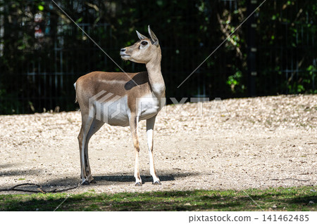 The nilgai or blue cow. Boselaphus tragocamelus is the largest Asian antelope 141462485