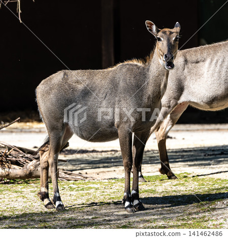 The nilgai or blue cow. Boselaphus tragocamelus is the largest Asian antelope The nilgai or blue cow. Boselaphus tragocamelus is the largest Asian antelope 141462486