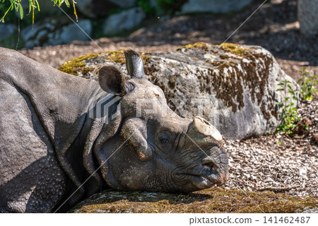 The Indian Rhinoceros, Rhinoceros unicornis aka Greater One-horned Rhinoceros The Indian Rhinoceros, Rhinoceros unicornis aka Greater One-horned Rhinoceros 141462487