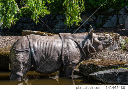 The Indian Rhinoceros, Rhinoceros unicornis aka Greater One-horned Rhinoceros The Indian Rhinoceros, Rhinoceros unicornis aka Greater One-horned Rhinoceros 141462488
