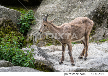 Alpine ibex, Capra ibex is a species of wild goat that lives in the mountains of the European Alps. Alpine ibex, Capra ibex is a species of wild goat that lives in the mountains of the European Alps. 141462499