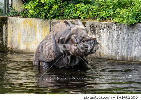 The Indian Rhinoceros, Rhinoceros unicornis aka Greater One-horned Rhinoceros The Indian Rhinoceros, Rhinoceros unicornis aka Greater One-horned Rhinoceros 141462500