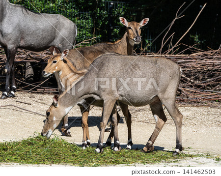 The nilgai or blue cow. Boselaphus tragocamelus is the largest Asian antelope The nilgai or blue cow. Boselaphus tragocamelus is the largest Asian antelope 141462503