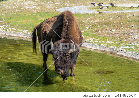 American buffalo known as bison, Bos bison in a german park American buffalo known as bison, Bos bison in a german park 141462507