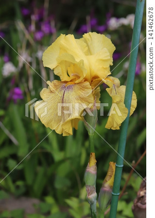 Yellow german iris flower blooming in spring garden Yellow german iris flower blooming in spring garden 141462678