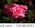 A red rose 141462691