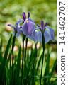 Irises in a clear sky 141462707