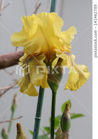 Yellow german iris flower blooming in spring garden Yellow german iris flower blooming in spring garden 141462789