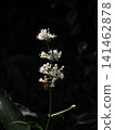 日本薑(Ophiopogon japonicus)開著白色的小花,花蕾沐浴在斑駁的陽光下。 日本薑(Ophiopogon japonicus)開著白色的小花,花蕾沐浴在斑駁的陽光下。 141462878