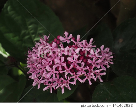 Reddish-purple Clerodendrum flowers and buds blooming in the shade (Clerodendrum with pink petals) Reddish-purple Clerodendrum flowers and buds blooming in the shade (Clerodendrum with pink petals) 141462928