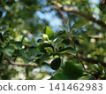 陽光斑駁地灑在芙蓉花苞上(水鳥町公園的芙蓉花苞)的特寫 陽光斑駁地灑在芙蓉花苞上(水鳥町公園的芙蓉花苞)的特寫 141462983