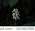 路邊野薑(陰涼處盛開的白色野薑花) 路邊野薑(陰涼處盛開的白色野薑花) 141462998