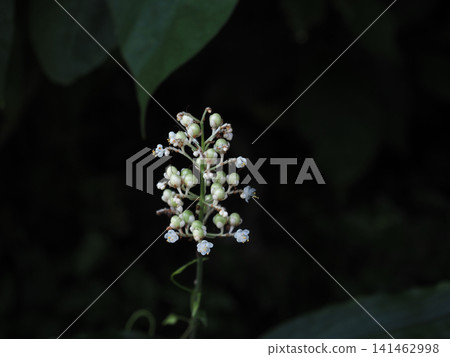 Roadside wild ginger (white wild ginger flowers blooming in the shade) Roadside wild ginger (white wild ginger flowers blooming in the shade) 141462998