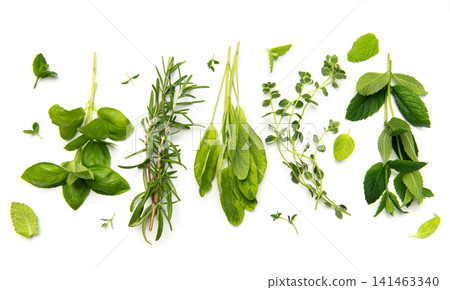 Fresh cooking herbs basil rosemary sage thyme mint Fresh cooking herbs basil rosemary sage thyme mint 141463340