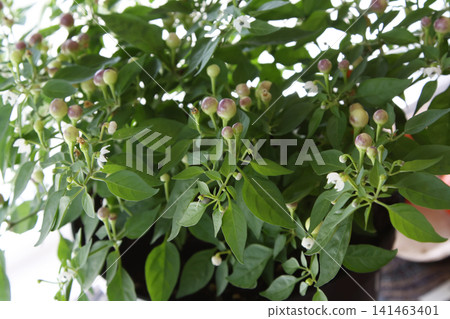 Close-Up View of an Ornamental Pepper Plant with Round Purple Peppers and White Flowers Close-Up View of an Ornamental Pepper Plant with Round Purple Peppers and White Flowers 141463401