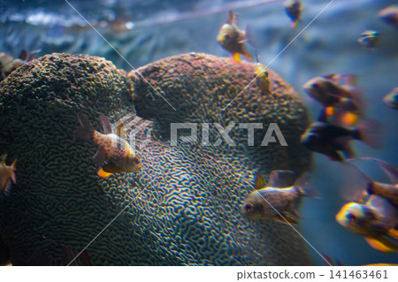 Close-up beautiful colorful fish swim in the aquarium. Close-up beautiful colorful fish swim in the aquarium. 141463461