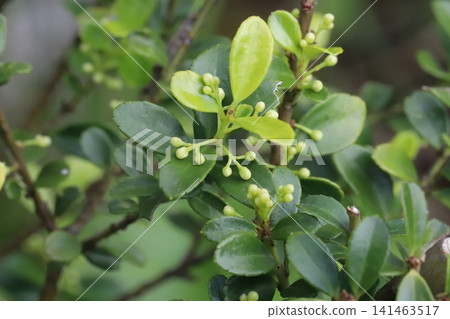 The small leaves and tiny flower buds of the Japanese holly (Ilex crenata) growing in the spring garden. 141463517