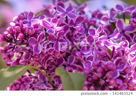 Purple Lilac pink flower Blossom. Syringa Flowers Purple Lilac pink flower Blossom. Syringa Flowers 141463524