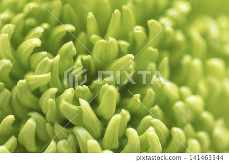 Close-up view of vibrant green plant structure showcasing intricate textures and shapes, highlighting the natural beauty of botanical elements in a macro perspective Close-up view of vibrant green plant structure showcasing intricate textures and shapes, highlighting the natural beauty of botanical elements in a macro perspective 141463544