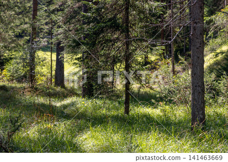 Sunlit conifer forest floor with grasses and tall pine trunks, near San Vigilio di Marebbe Sunlit conifer forest floor with grasses and tall pine trunks, near San Vigilio di Marebbe 141463669