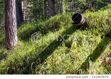 Forest floor with pine trunks low shrubs red berries and fallen log, South Tyrol Forest floor with pine trunks low shrubs red berries and fallen log, South Tyrol 141463670