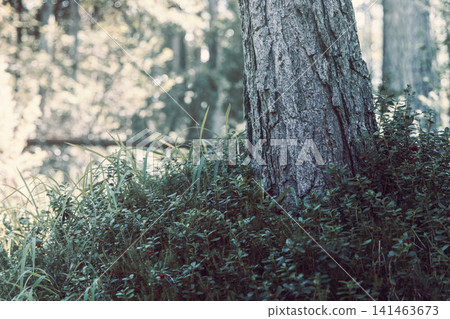 Textured tree trunk among forest groundcover and small red berries, near San Vigilio di Marebbe Textured tree trunk among forest groundcover and small red berries, near San Vigilio di Marebbe 141463673
