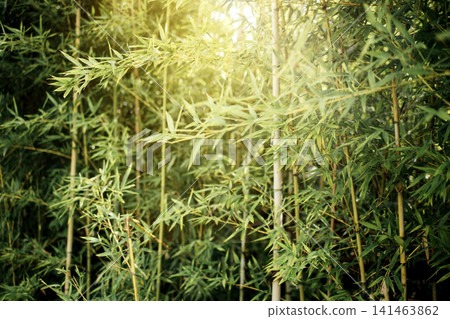 Dense bamboo grove with sunlight filtering through leaves, showcasing tall green stalks and vibrant foliage in a natural outdoor setting Dense bamboo grove with sunlight filtering through leaves, showcasing tall green stalks and vibrant foliage in a natural outdoor setting 141463862