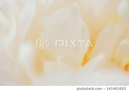 Close-up of delicate white flower petals with soft focus, showcasing intricate textures and subtle color variations in a natural setting Close-up of delicate white flower petals with soft focus, showcasing intricate textures and subtle color variations in a natural setting 141463883