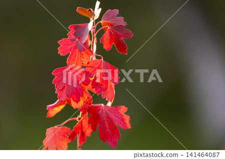 Vibrant red autumn leaves hang from a delicate branch of gooseberry Vibrant red autumn leaves hang from a delicate branch of gooseberry 141464087