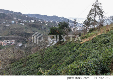 Lush hillside tea plantation with neatly trimmed rows of tea bushes Lush hillside tea plantation with neatly trimmed rows of tea bushes 141464089