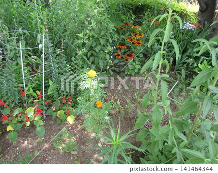 紅色鼠尾草和黃色、橘色萬壽菊 紅色鼠尾草和黃色、橘色萬壽菊 141464344