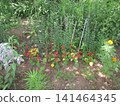 Red salvia and yellow and orange marigold flowers 141464345