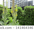 Yellow Ramsea flowers 141464346