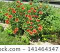 Red flowers of Tenningsa 141464347