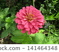Pink zinnia flowers 141464348