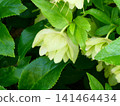 Christmas roses are still blooming in July in Mutsu City, Aomori Prefecture. 141464434