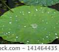 A lotus leaf and a round water droplet at Izunuma Lake in Miyagi Prefecture; the leaf's fine, protruding structure repels water. 141464435
